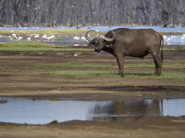 Búfalo africano o búfalo del Cabo, Syncerus caffer — Foto de Stock