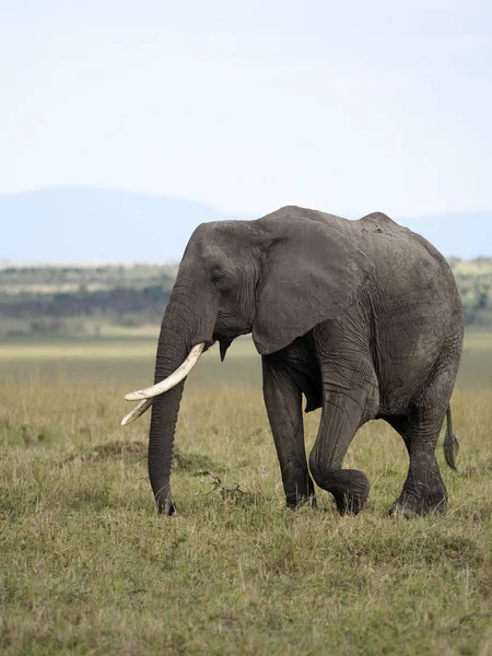 Elefante africano, Loxodonta africana — Fotografia de Stock