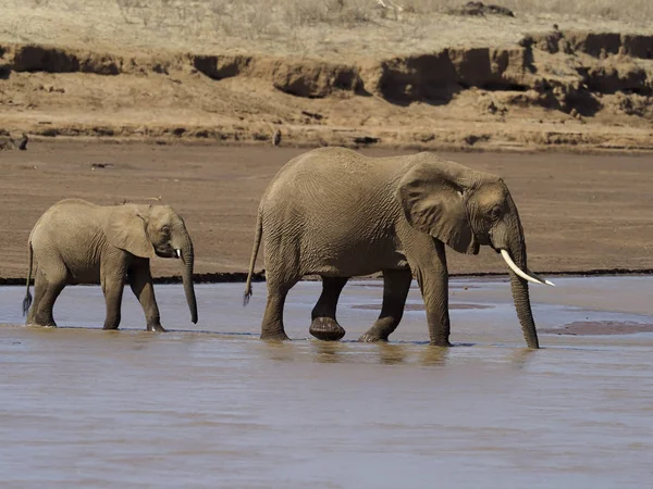 Αφρικανικός ελέφαντας, loxodonta africana — Φωτογραφία Αρχείου