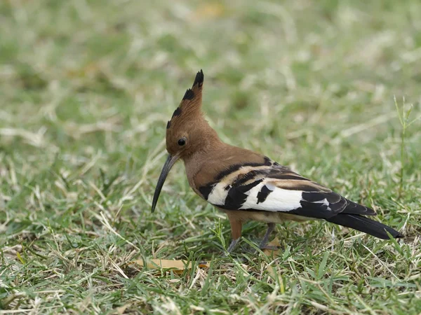 Hoopoe africano, Upupa africana , — Foto de Stock