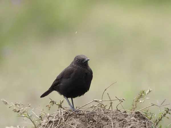 Anteater chat, Myrmecocichla aethiops — Stockfoto