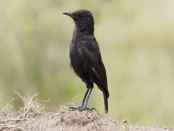 Anteater chat, Myrmecocichla aethiops — Stock fotografie