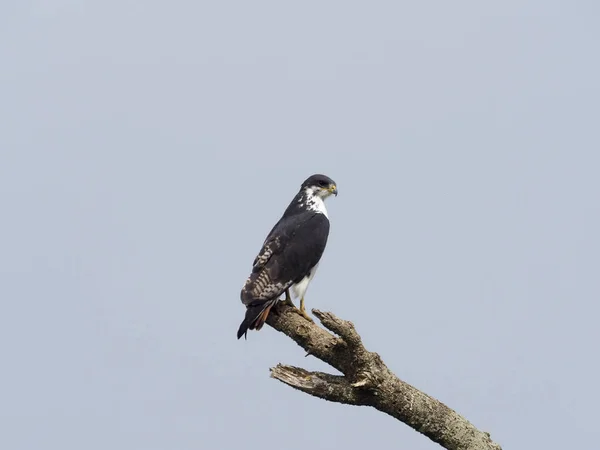 Augur buzzard, Buteo预兆 — 图库照片