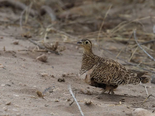 Black-faced sandgrouse, Pterocles decoratu — Stock Photo, Image