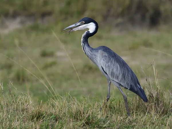 Dlouhoocasí popelavá ardea melanocephala, — Stock fotografie