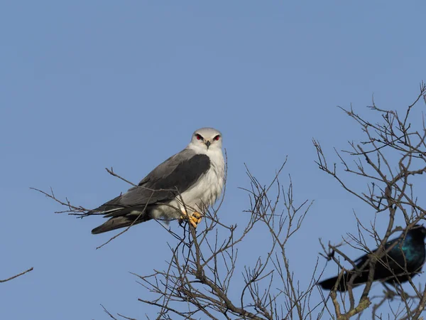 Siyah omuzlu uçurtma, Elanus axillaris — Stok fotoğraf