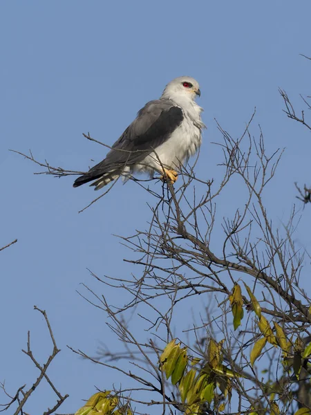 Drak černý, Elanus axillaris — Stock fotografie