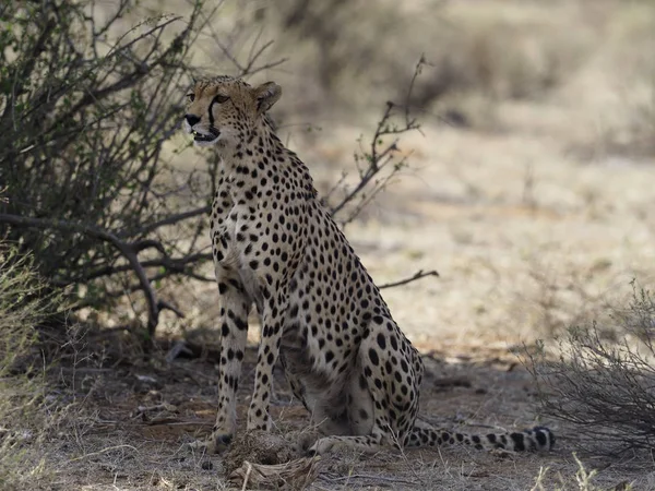 Acinonyx jubatus gepárd, — Stock Fotó