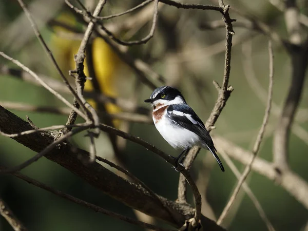 Chinspot batis, Batis molitor — Photo