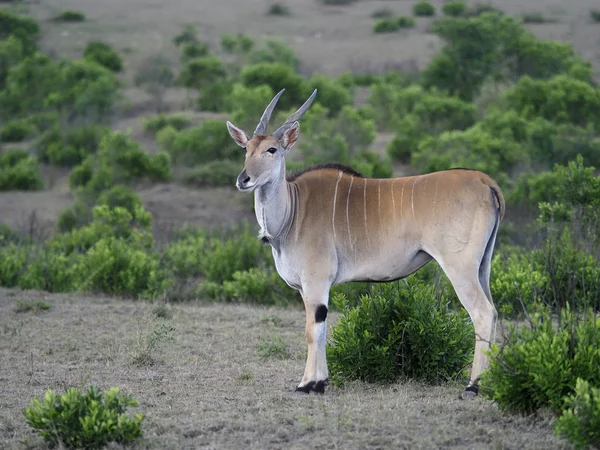 Taurotragus oryx公共土地 — 图库照片