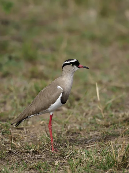 Crowned plover, Vanellus coronatus — Stock Photo, Image