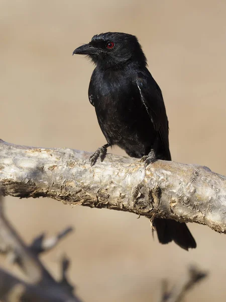 Drongo de cola de tenedor, Dicrurus adsimilis —  Fotos de Stock