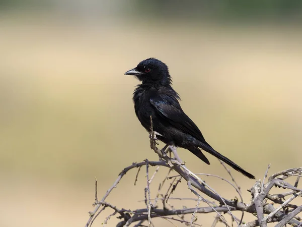 Drongo dalla coda a forchetta, Dicrurus adsimilis — Foto Stock