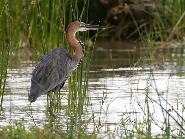 Goliath heron, Ardea goliath, — Stock Photo, Image