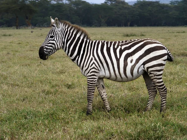 Dotacje zebra, Equus quagga boehmi, — Zdjęcie stockowe