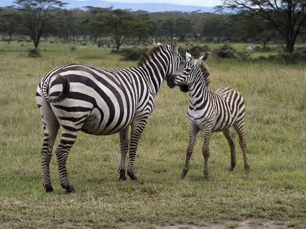 Grants zebra, Equus quagga boehmi, Female with young, Kenya, September 2019