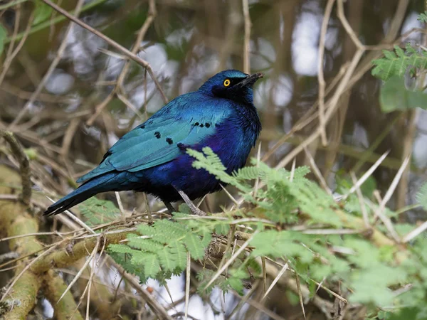 Greater blue-eared starling, Lamprotornis chalybaeus, — Stockfoto