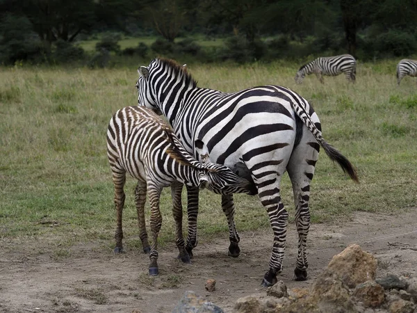 斑马，Equus quagga boehmi赠款, — 图库照片