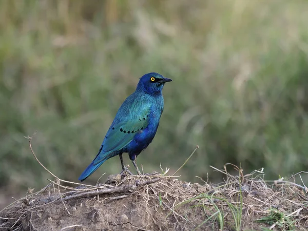 Großer Blauohrstar, lamprotornis chalybaeus, — Stockfoto