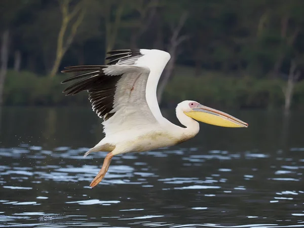 Pelícano blanco, Pelecanus onocrotalus , —  Fotos de Stock