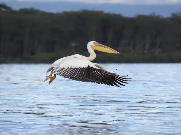 Pelícano blanco, Pelecanus onocrotalus , —  Fotos de Stock