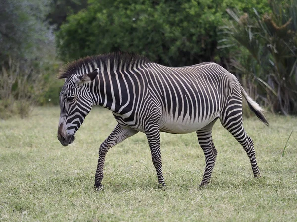 Grevys zebra, Equus grevyi — Stock fotografie