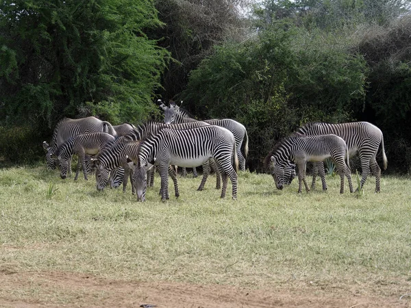 Gris cebra, Equus grevyi — Foto de Stock