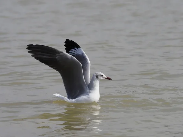 Graukopfmöwe, Larus cirrocephalus — Stockfoto