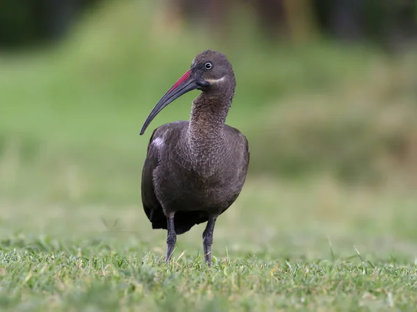 Hadaba ibis, Bostrychia hagedash — Stockfoto