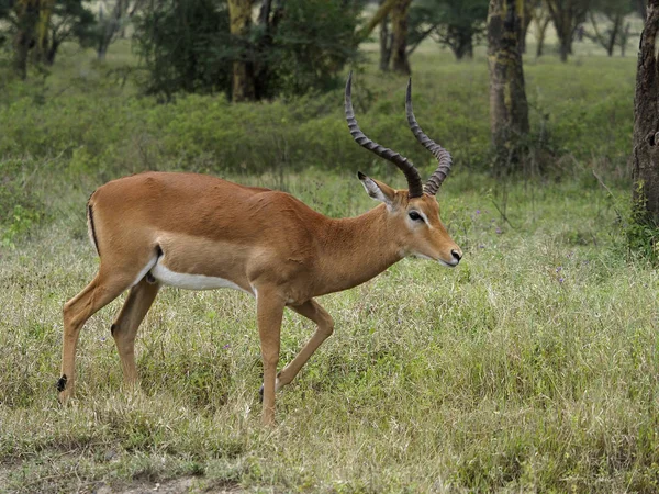 Impala, Melampo Aeplyceros, — Foto de Stock