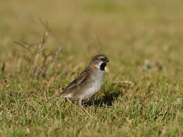 Kenya veréb, Passer rufocinctus — Stock Fotó