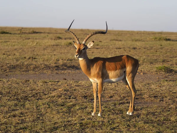 Impala, Aeplyceros melampus, — Stok fotoğraf