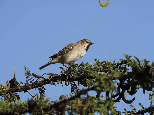 Kenya sparrow, Passer rufocinctus — Stock Photo, Image