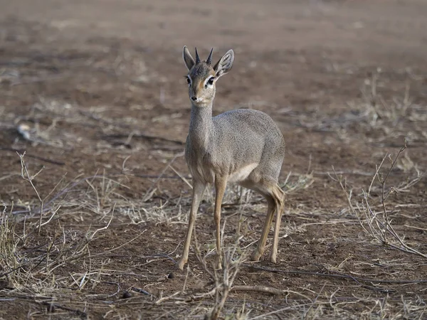 Kirks dik-dik, Rhynchotragus kirki, — Fotografia de Stock