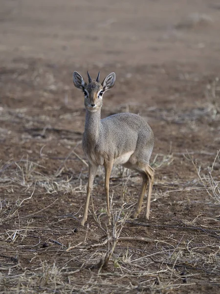 Kirks dik-dik, Rhynchotragus kirki, — Zdjęcie stockowe