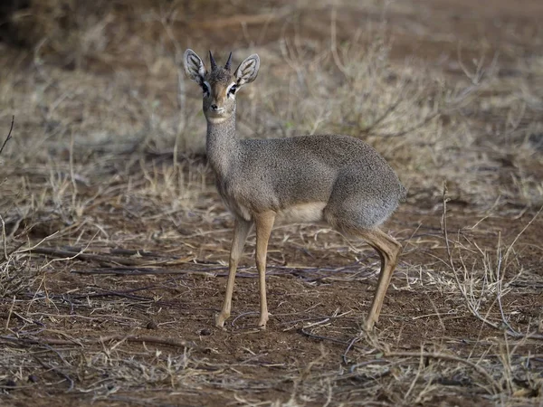 Kirks dik-dik, Rhynchotragus kirki, — Fotografia de Stock