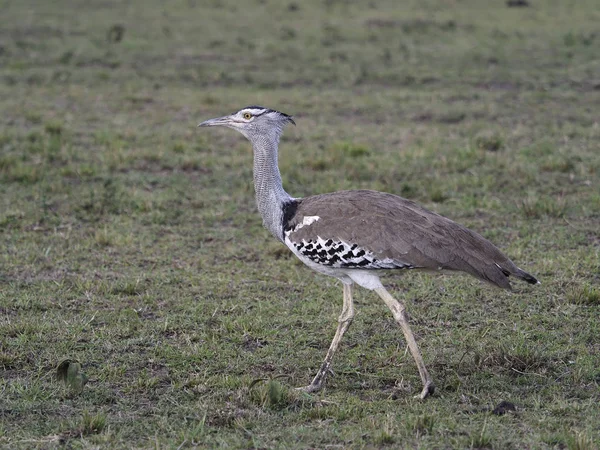 Kori Bustard Ardeotis Kori Single Bird Ground Kenya Szeptember 2019 — Stock Fotó