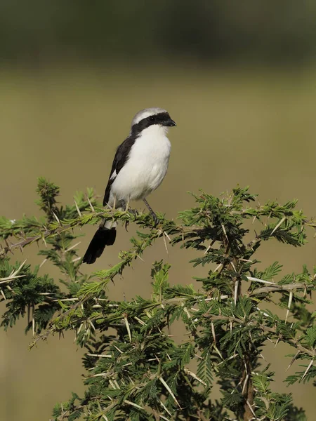 Shrike gris menor, Lanius minor , —  Fotos de Stock