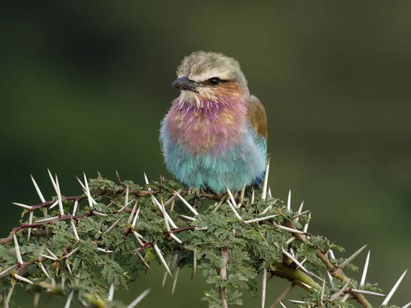 Lilac-breasted roller, Coracias caudata,