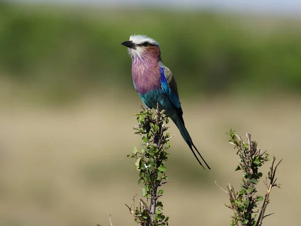 Fliederbrust-Walze, coracias caudata, — Stockfoto