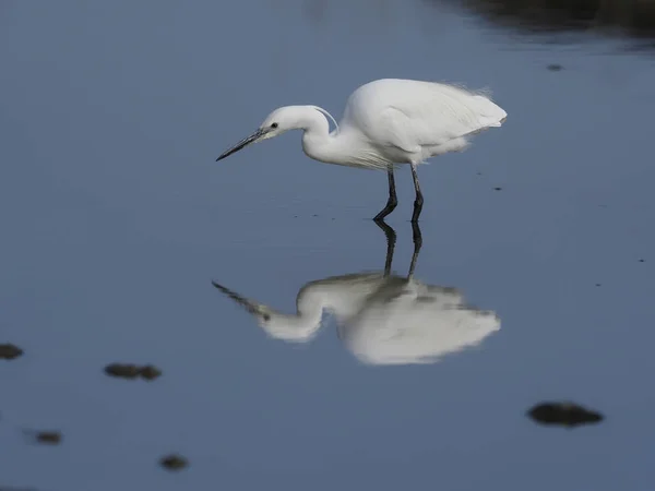 Pequena torre, Egretta garzetta — Fotografia de Stock