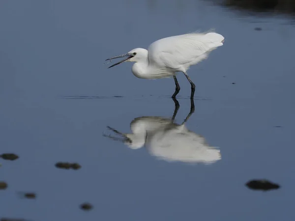 Маленькая цапля, Egretta garzetta — стоковое фото