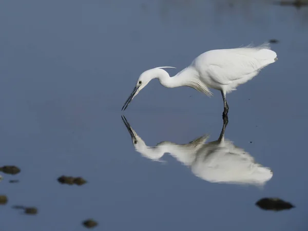 Маленькая цапля, Egretta garzetta — стоковое фото