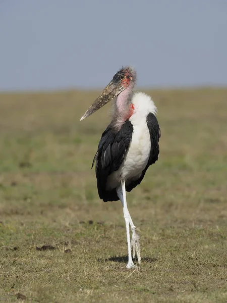 Marabou stork, Leptoptilos crumeniferus — Stock Photo, Image