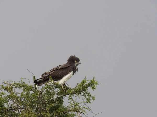 Elang perang, Polemaetus bellicosus — Stok Foto