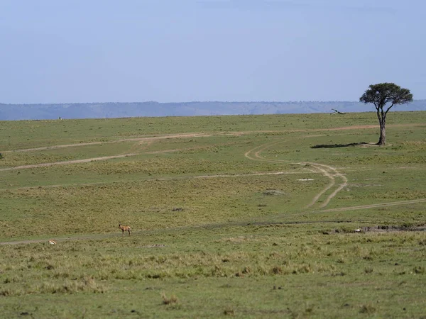 Masai mara, Keňa, — Stock fotografie