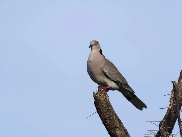 Yakalı güvercin ya da Afrika 'nın yas tutan güvercini Streptopelia desipiens. — Stok fotoğraf