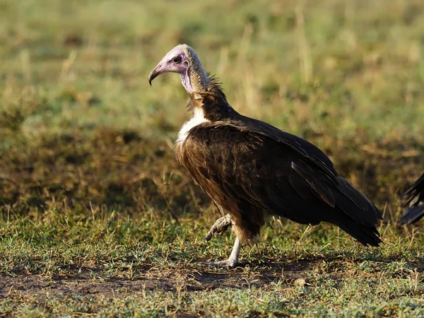 Avvoltoio dalla faccia appiccicosa o avvoltoio nubiano, Torgos tracheliotos — Foto Stock