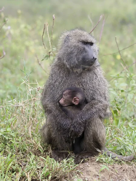 Olive baboon, Papio anubis — Stock Photo, Image