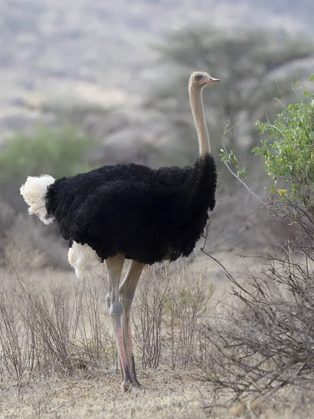 Struisvogel, struisvogels camelus — Stockfoto